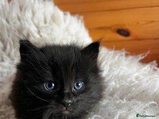 Ragdoll cats Rag Doll Kittens. - Advert 2