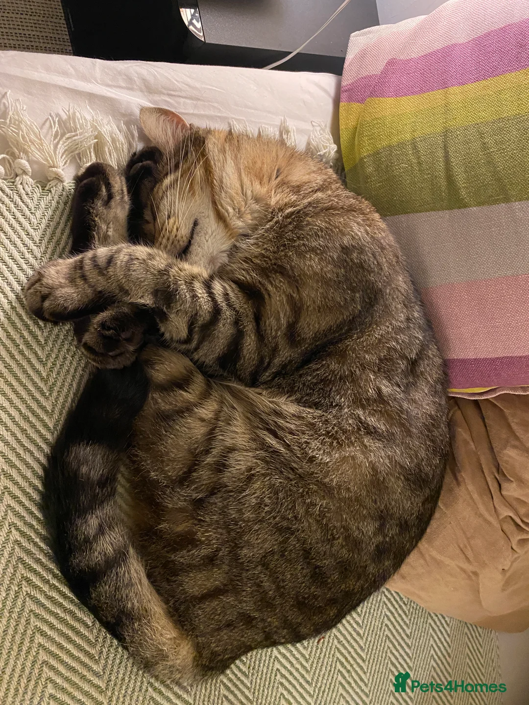 Mixed Breed cats for sale: OBI -Maine Coon/Oriental male cat - Advert 4