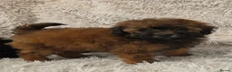Toy Poodle dogs for sale: KC REGISTERED TOY POODLES FULLY HEALTH TESTED  - Advert 14