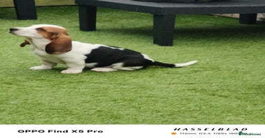 Basset Hound dogs - Advert 10