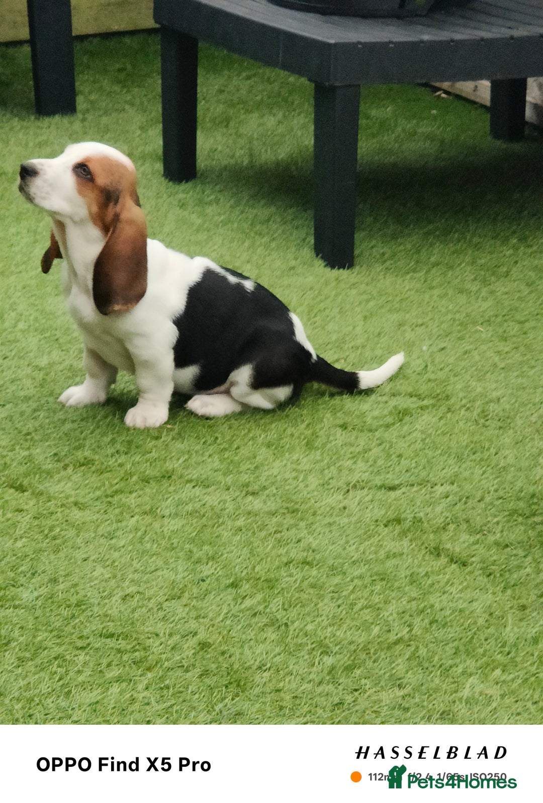 Basset Hound dogs for sale: Bassett Hound Puppies for Sale - Image 4
