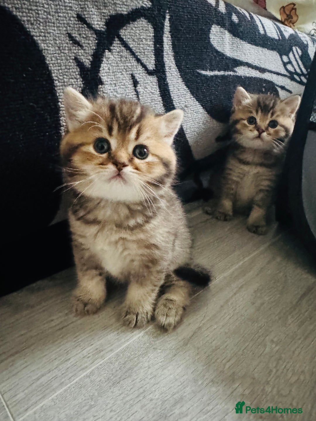 British Shorthair cats for sale: British shorthair - Advert 8