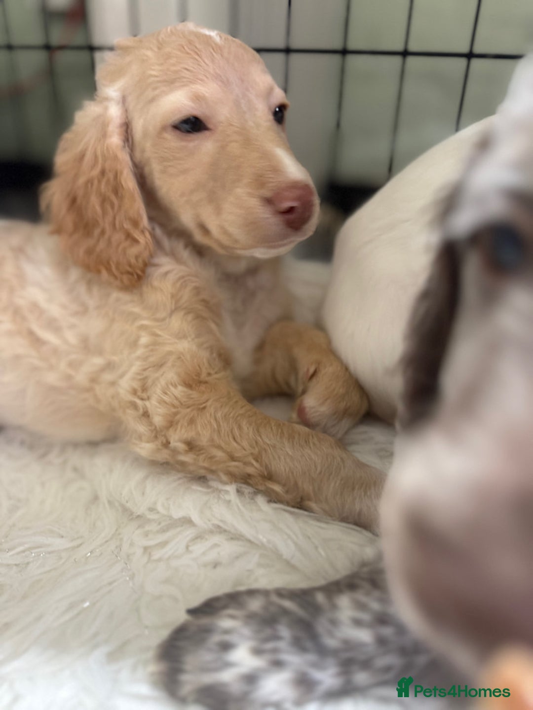 Cockapoo dogs for sale: F1b Cockapoo puppies - Advert 10