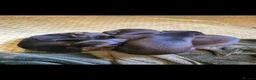 Whippet dogs for sale: Whippet puppies for sale - Advert 3