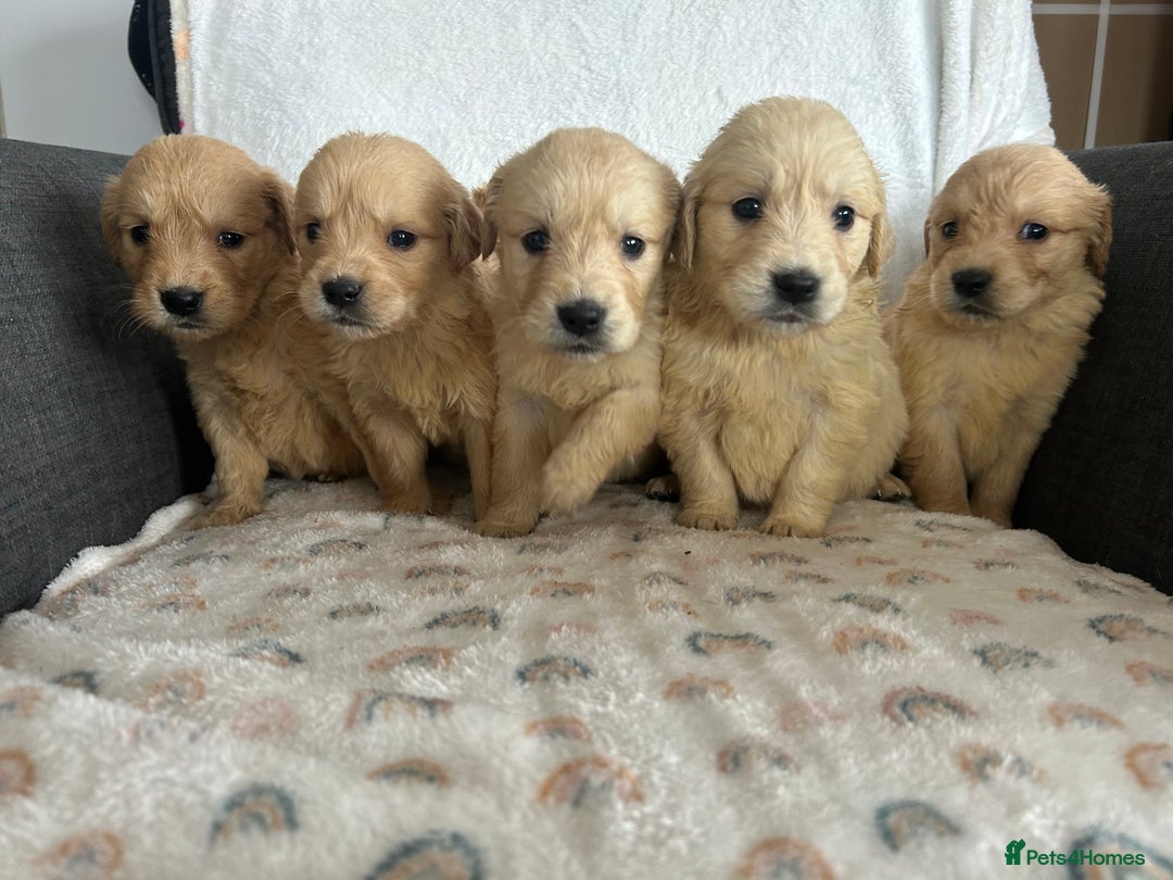 Golden Retriever dogs for sale: Beautiful golden retriever litter 🐶⭐️ - Image 5