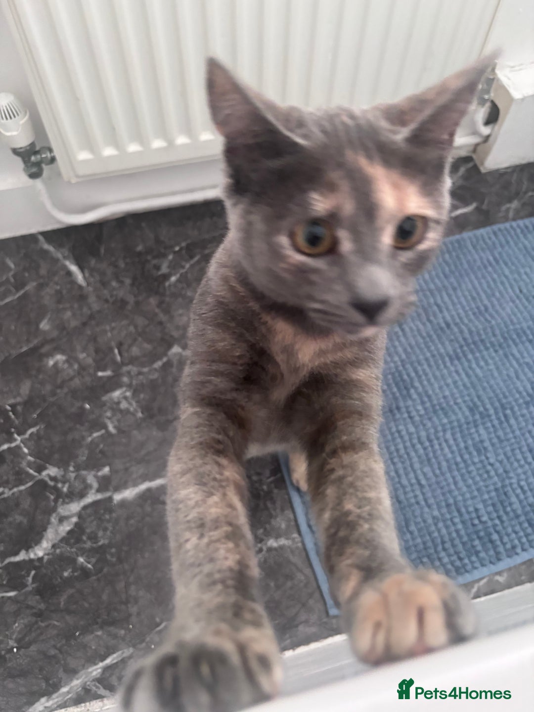 Mixed Breed cats for sale: Cute kitten for sale  - Advert 3