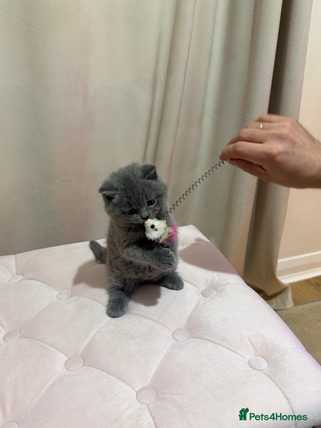 Scottish Fold cats for sale: Scottish Fold/ Straight kitties  - Advert 17