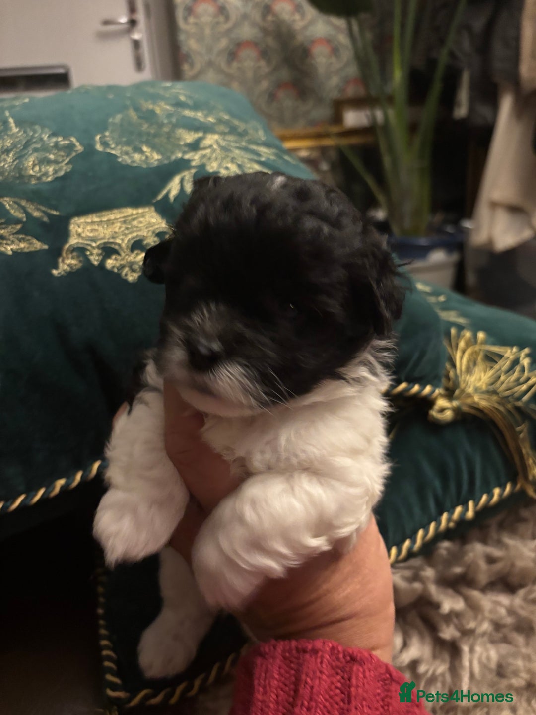 Mixed Breed dogs for sale: Adorable Bolonoodle Puppies - Advert 17