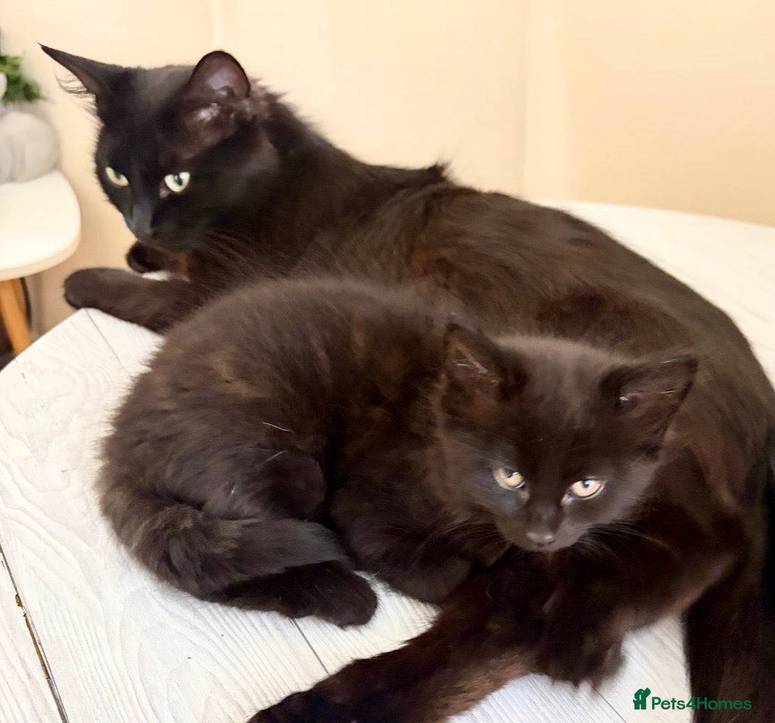 Mixed Breed cats Fluffiest of Fluff Balls - Advert 2