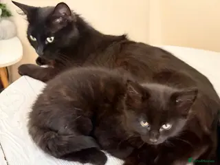 Mixed Breed cats Fluffiest of Fluff Balls - Advert 2