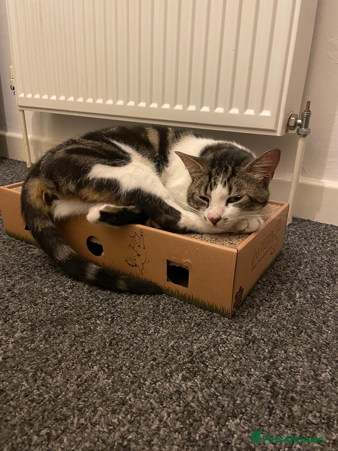 Domestic Shorthair cats for sale: 1 year old boy cat - Image 1