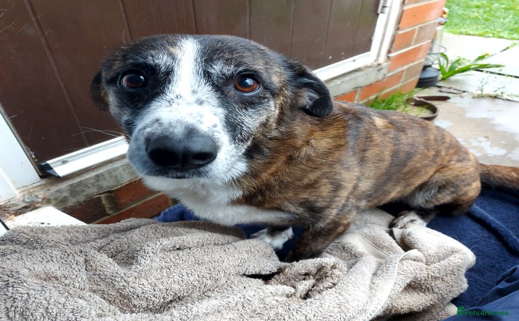Mixed Breed dogs - Advert 2