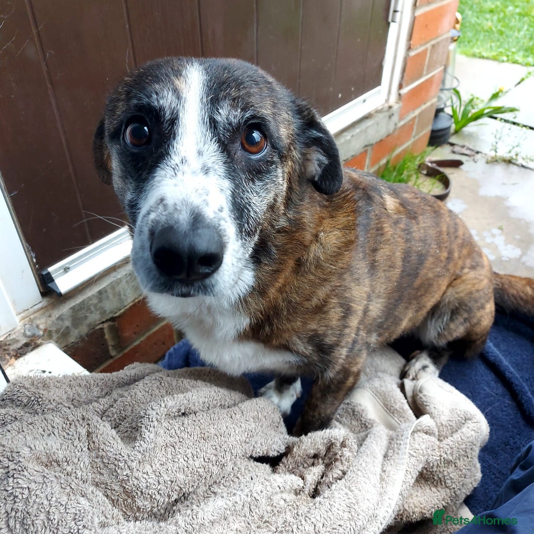 Mixed Breed dogs for sale: Mixed breed female to rehome - Image 1