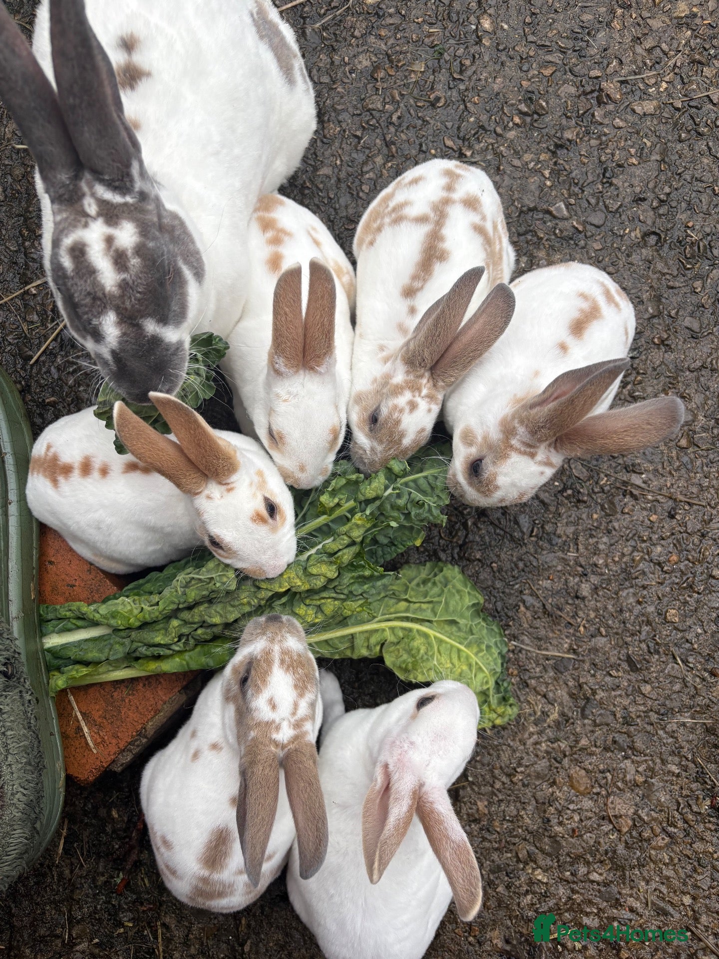 Rex rabbits Mini Rex Rabbits Mixed Colours Very Friendly  - Advert 1