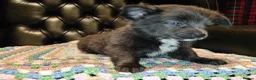 Chihuahua dogs for sale: Chihuahua Puppies for sale, Ready for loving homes - Advert 11