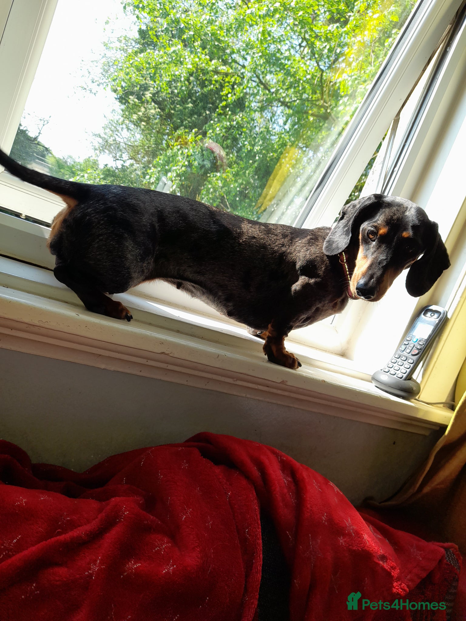 Dachshund dogs Kc Minature Smooth Haired Dashchund - Advert 1