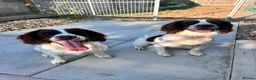 English Springer Spaniel dogs for sale: Two fabulous springer spaniels girls - Advert 6