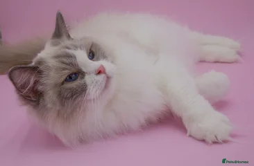 Isabella