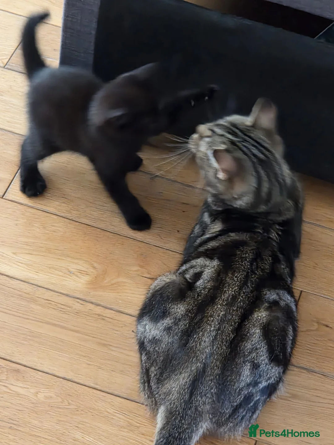 Mixed Breed cats for sale: Kitten - ready to leave 30/08 - Advert 7