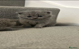 British Shorthair cats for sale: Gorgeous bsh kittens"Active with GCCF" - Image 3