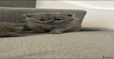 British Shorthair cats - Advert 9