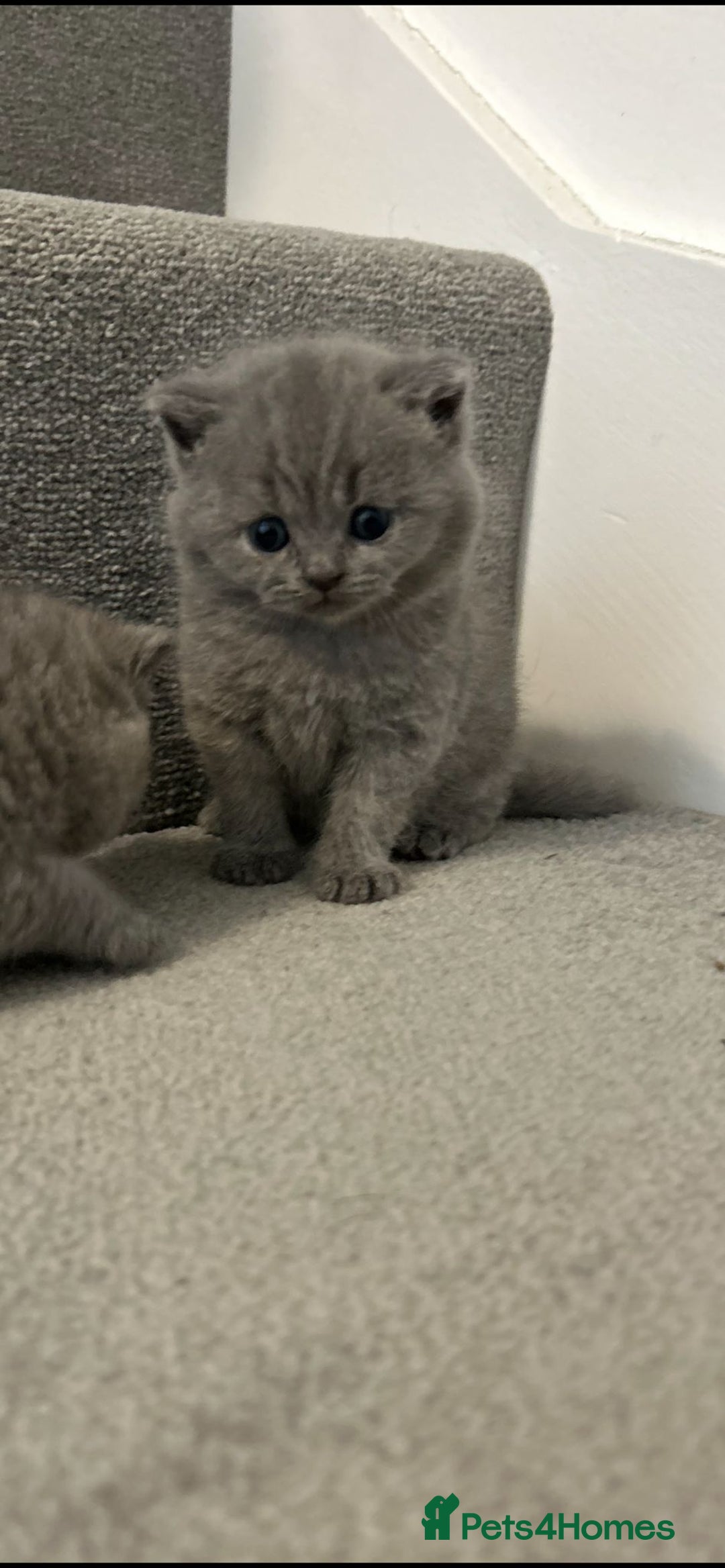 British Shorthair cats for sale: Gorgeous bsh kittens"Active with GCCF" - Image 3