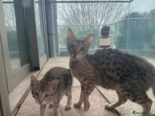 Mixed Breed cats Sepia Bengal X Savannah kittens Extremely rare - Advert 4