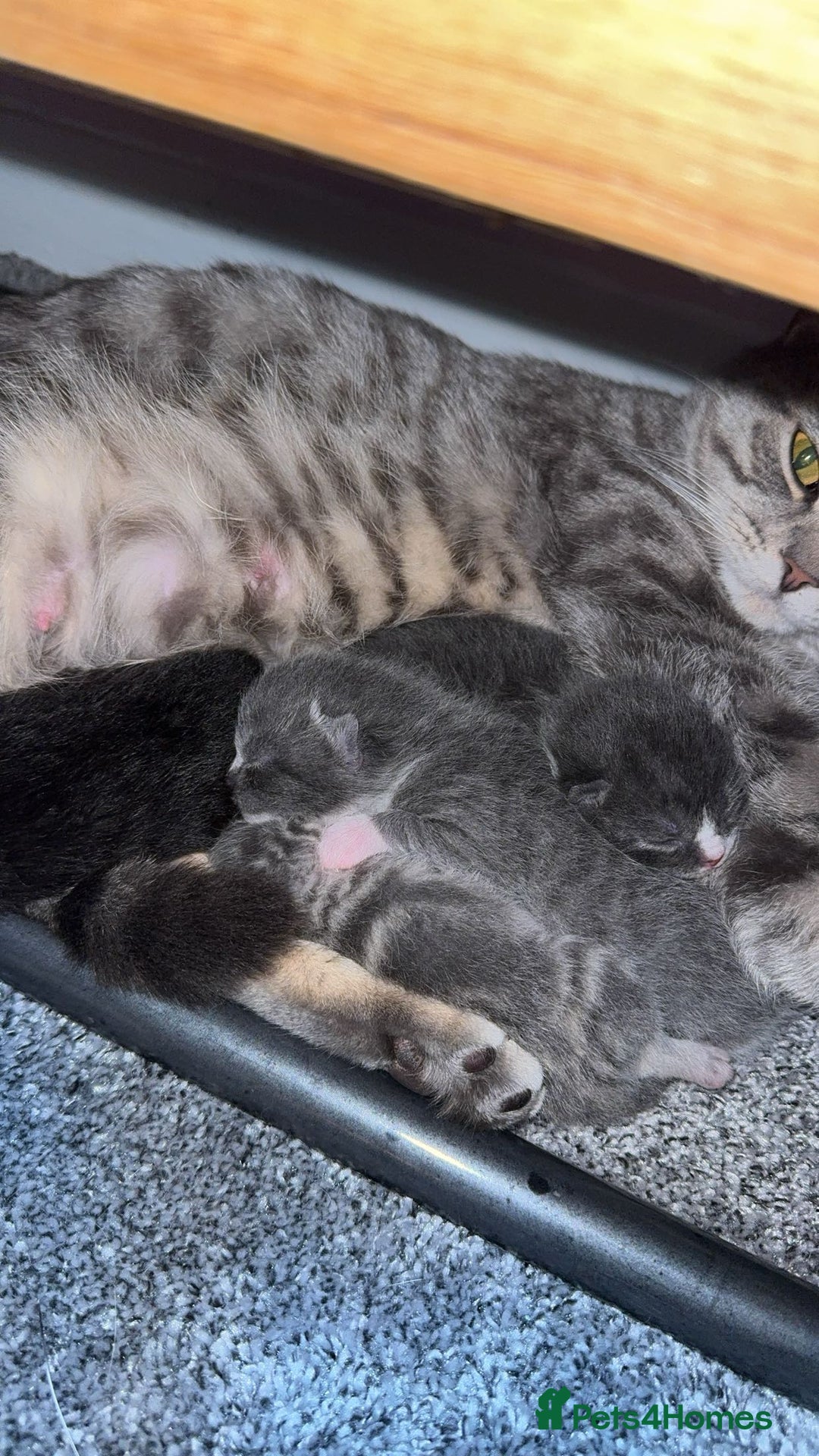 British Shorthair cats for sale: fluffy kittens!  - Advert 1