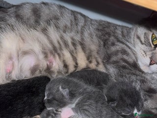 British Shorthair cats fluffy kittens! - Advert 16