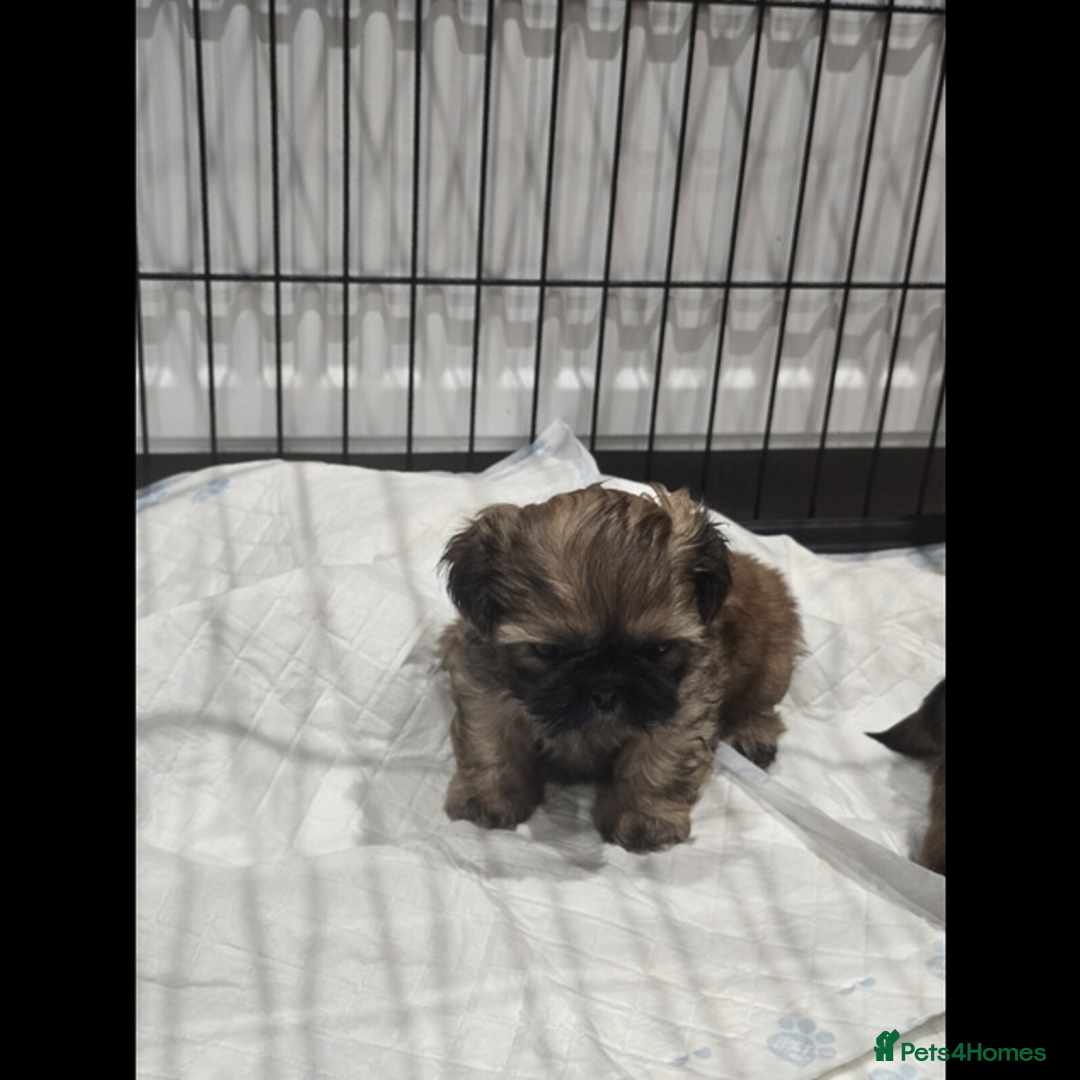 Shih Tzu dogs for sale: outstanding purebred Shih Tzu puppies ready to go - Advert 2
