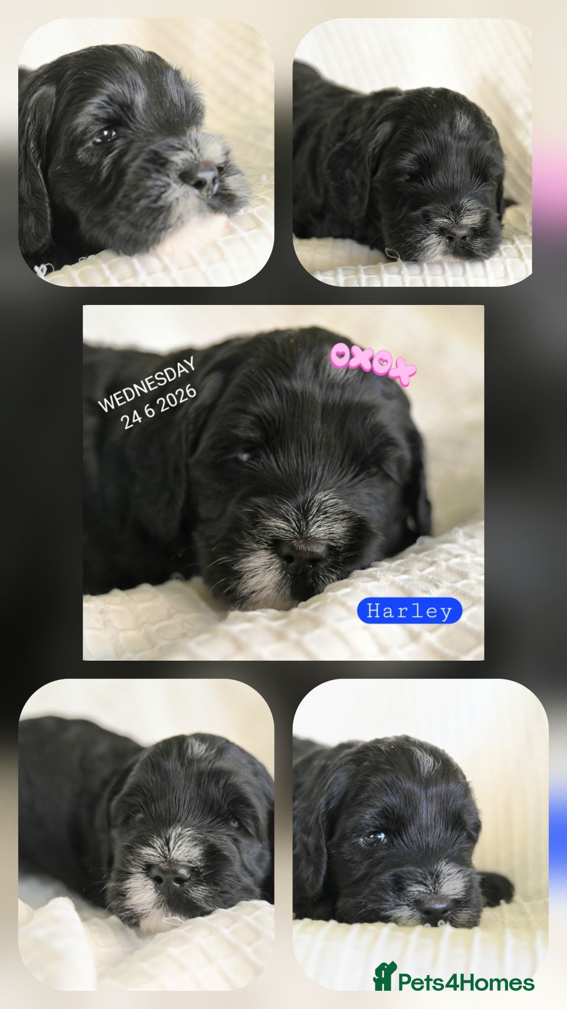 Cockapoo dogs 🐾F2 Cockapoos Puppies Wiltshire💗💗💗💙💙 - Advert 1