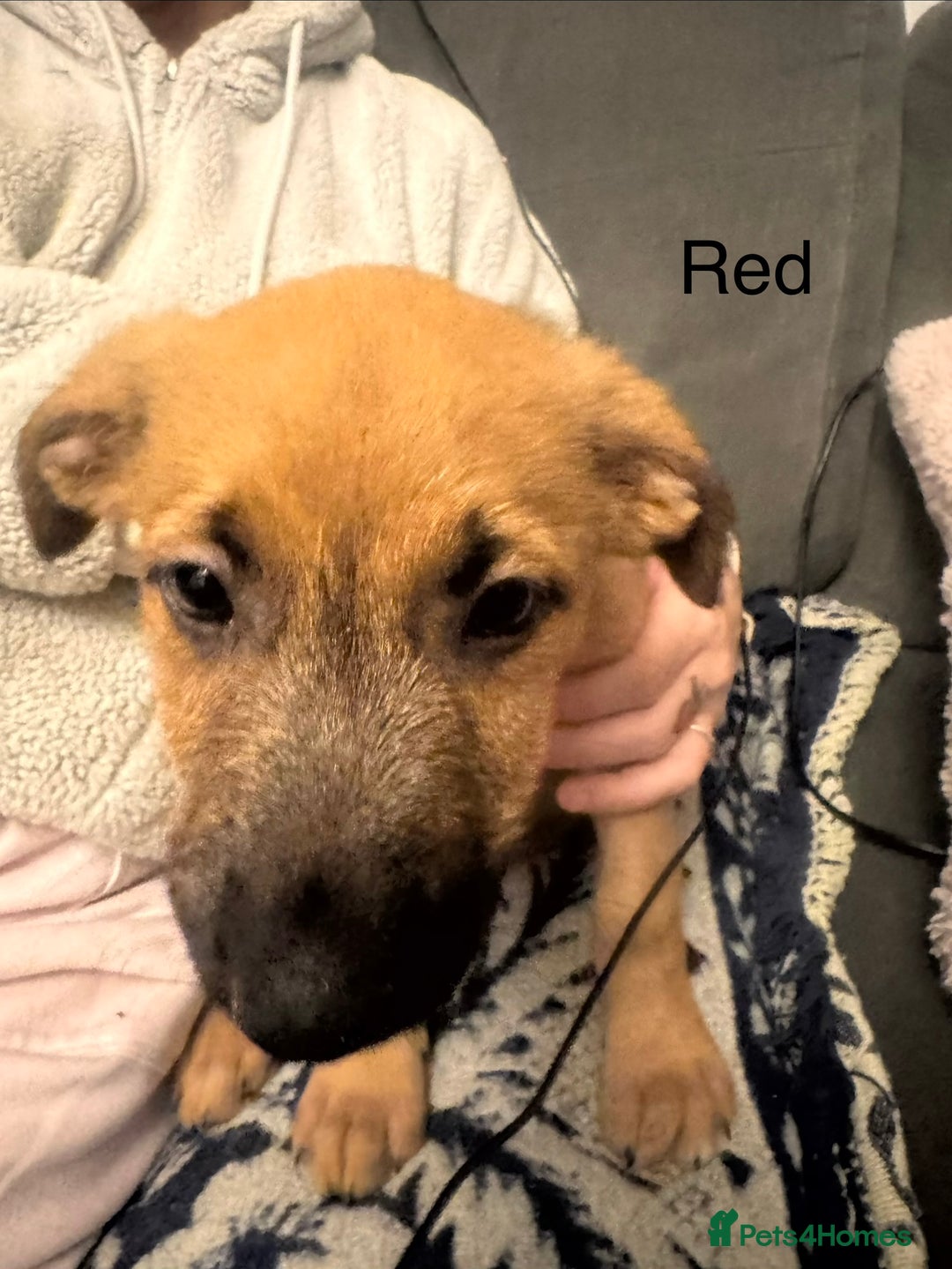 Mixed Breed dogs for sale: German Sheperd cross Lurcher Puppies - Image 29