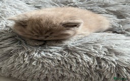 British Shorthair cats for sale: Adorable British Shorthair Kittens for Sale - Image 8