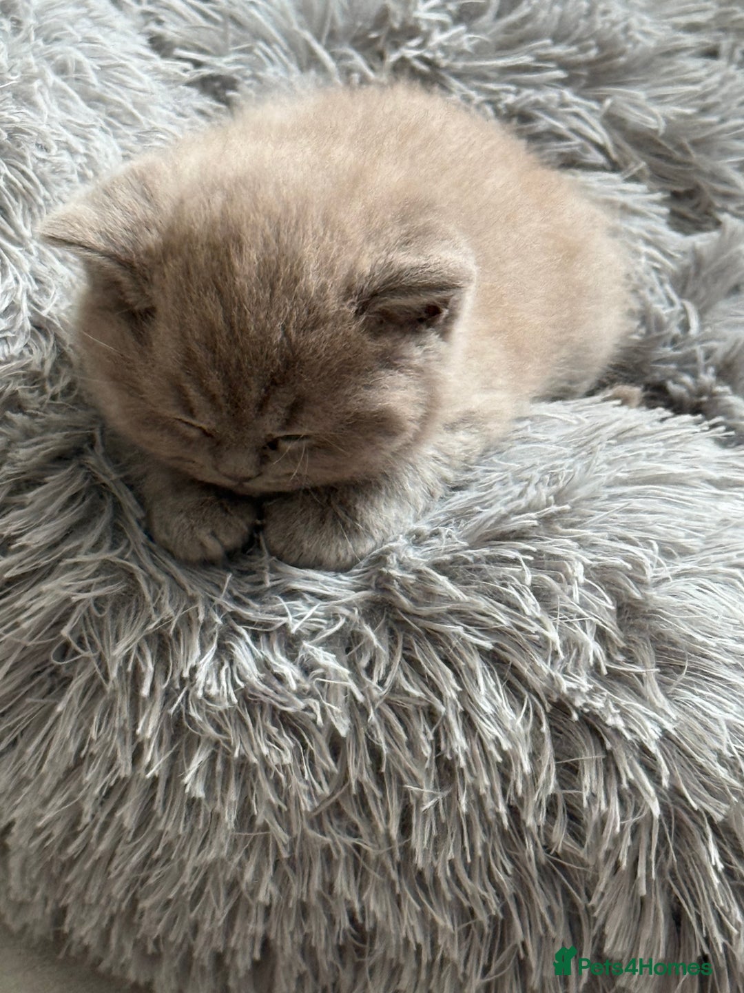 British Shorthair cats for sale: Adorable British Shorthair Kittens for Sale - Image 8