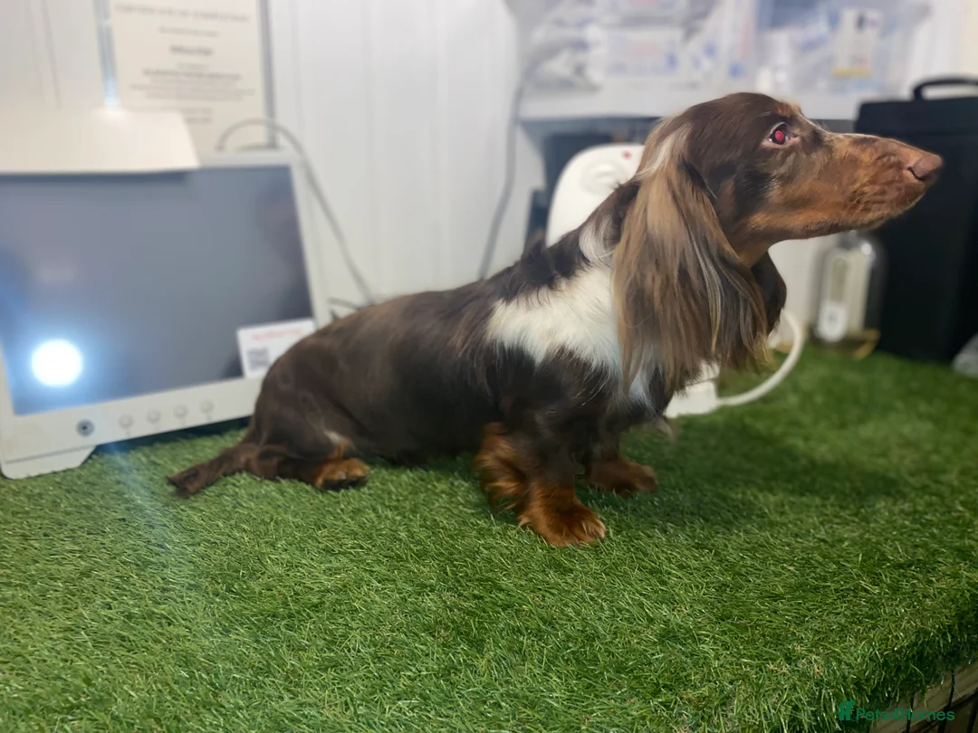 Miniature Dachshund dogs for stud: Kc Long Hair for stud - Advert 2