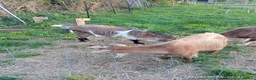 Goats livestock for sale: Two.pigmy goats for.sale in Glastonbury - Advert 4