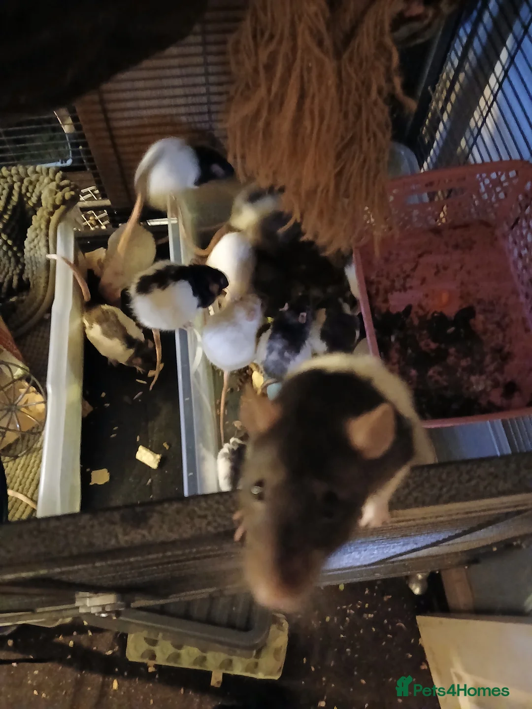 Rat rodents for sale: Rehoming  - Advert 4