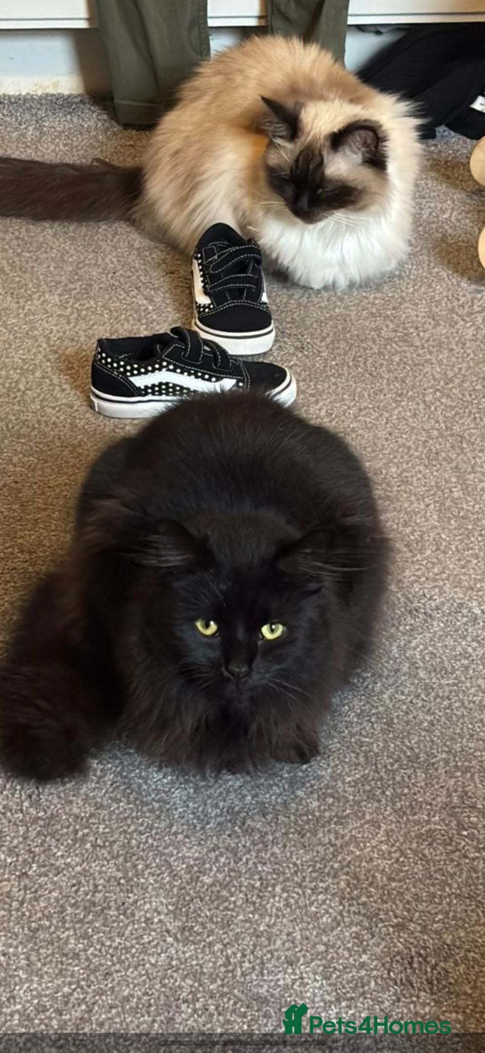 British Longhair cats Pablo - The Hunter  - Advert 7