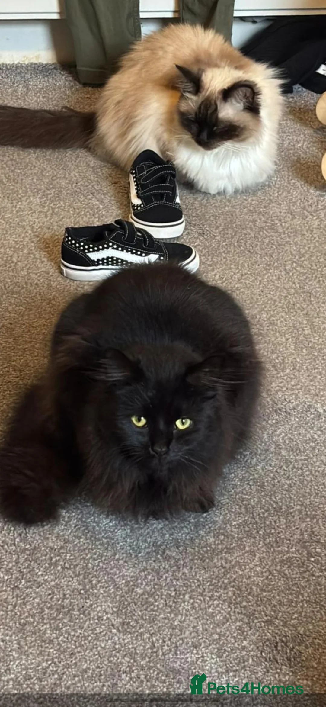 British Longhair cats for sale: Pablo - The Hunter  - Advert 1