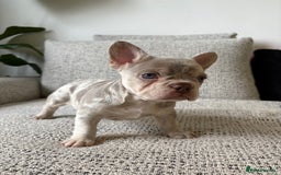 French Bulldog dogs for sale: New shade French bulldog male pending pink😍 - Image 5