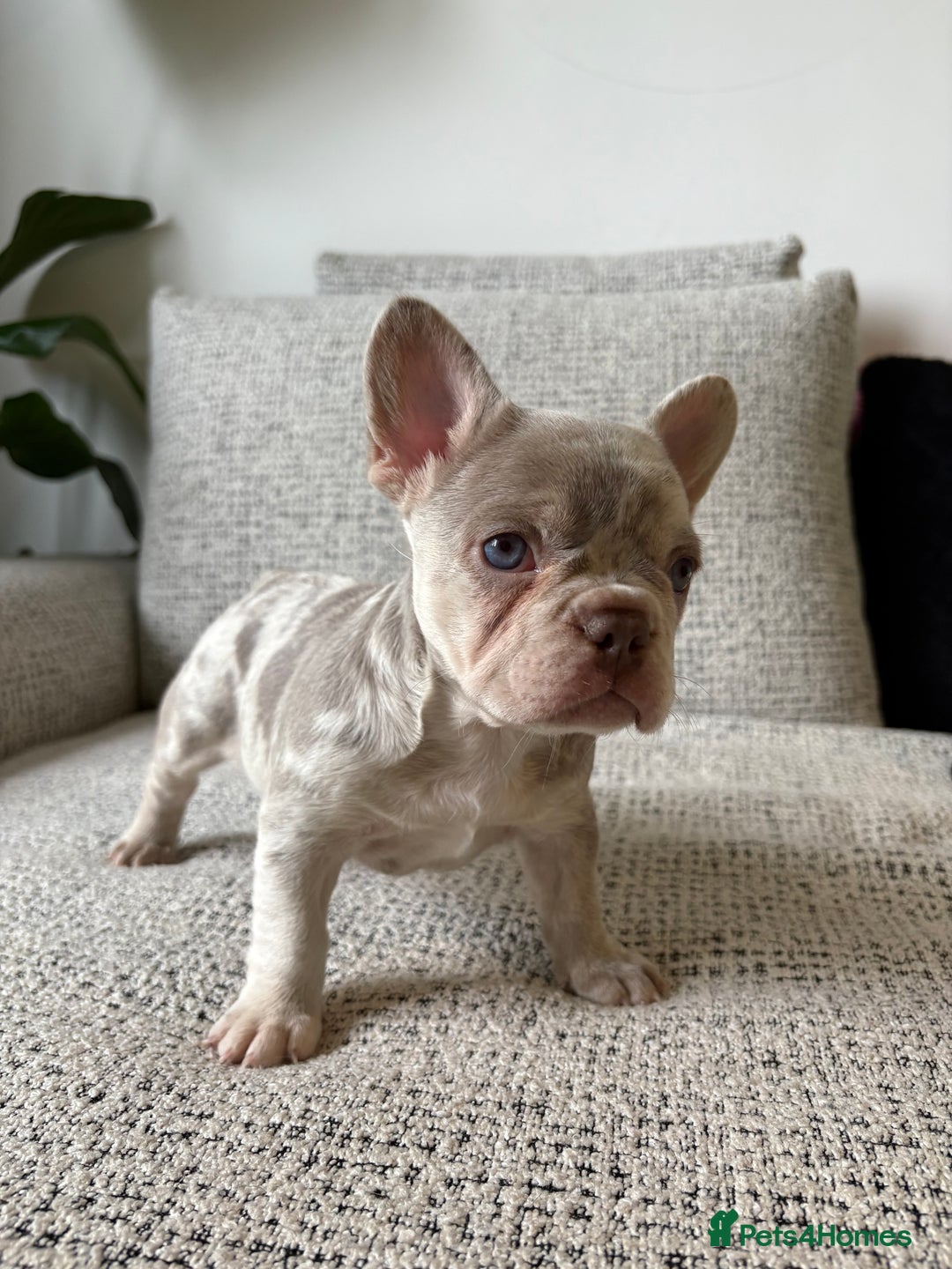 French Bulldog dogs for sale: New shade French bulldog male pending pink😍 - Image 5