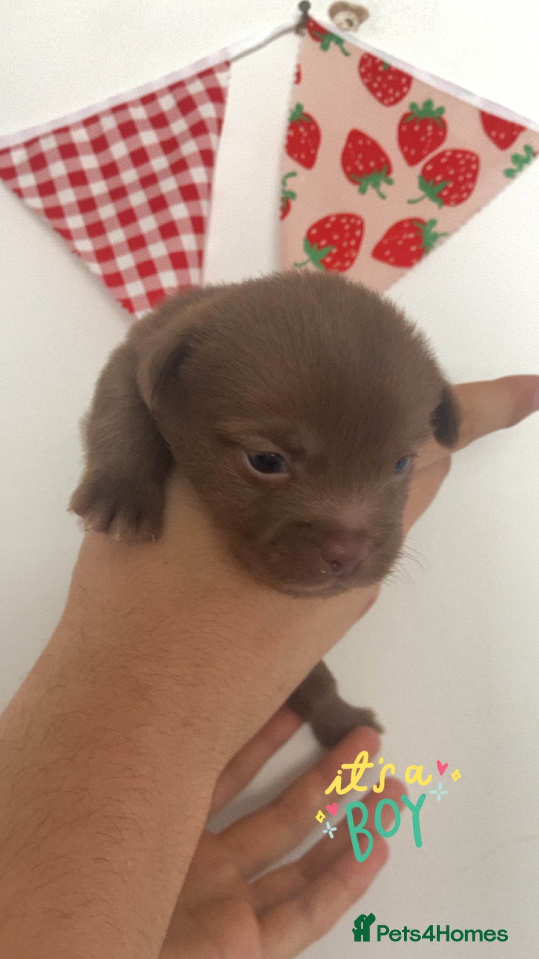 Mixed Breed dogs for sale: Jack x Shitzu puppies dob 17th august 2025  - Image 4