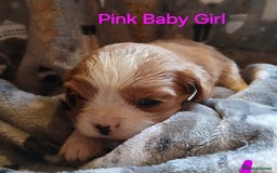 Cavalier King Charles Spaniel dogs for sale: DNA TESTED CAVALIER KING CHARLES  - Image 16