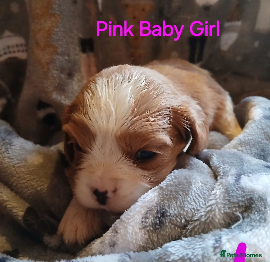 Cavalier King Charles Spaniel dogs for sale: DNA TESTED CAVALIER KING CHARLES  - Image 16