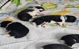 Akita dogs for sale: 🐾 American Akita Puppies for Forever Homes 🐾 - Image 26