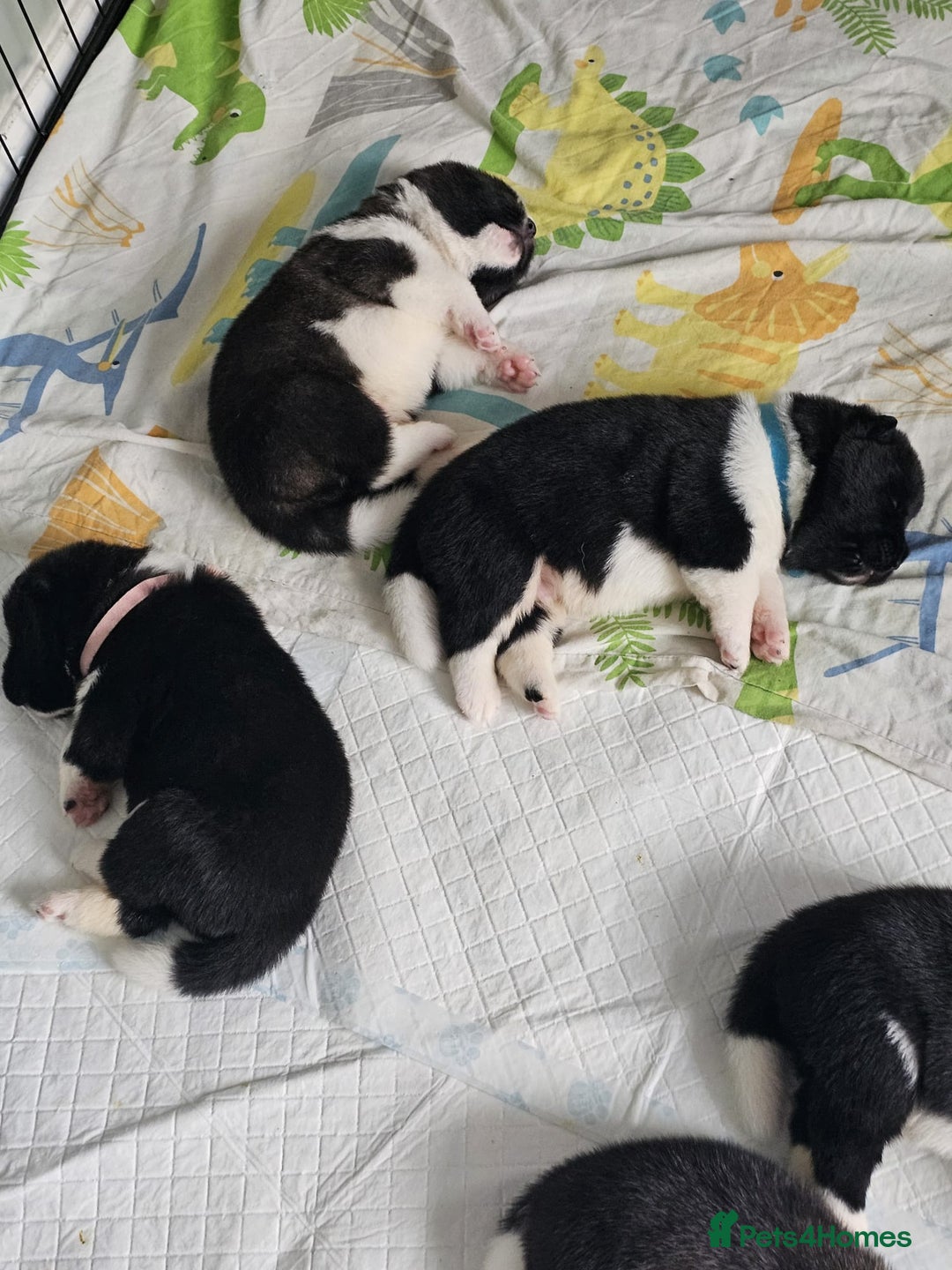 Akita dogs for sale: 🐾 American Akita Puppies for Forever Homes 🐾 - Image 26