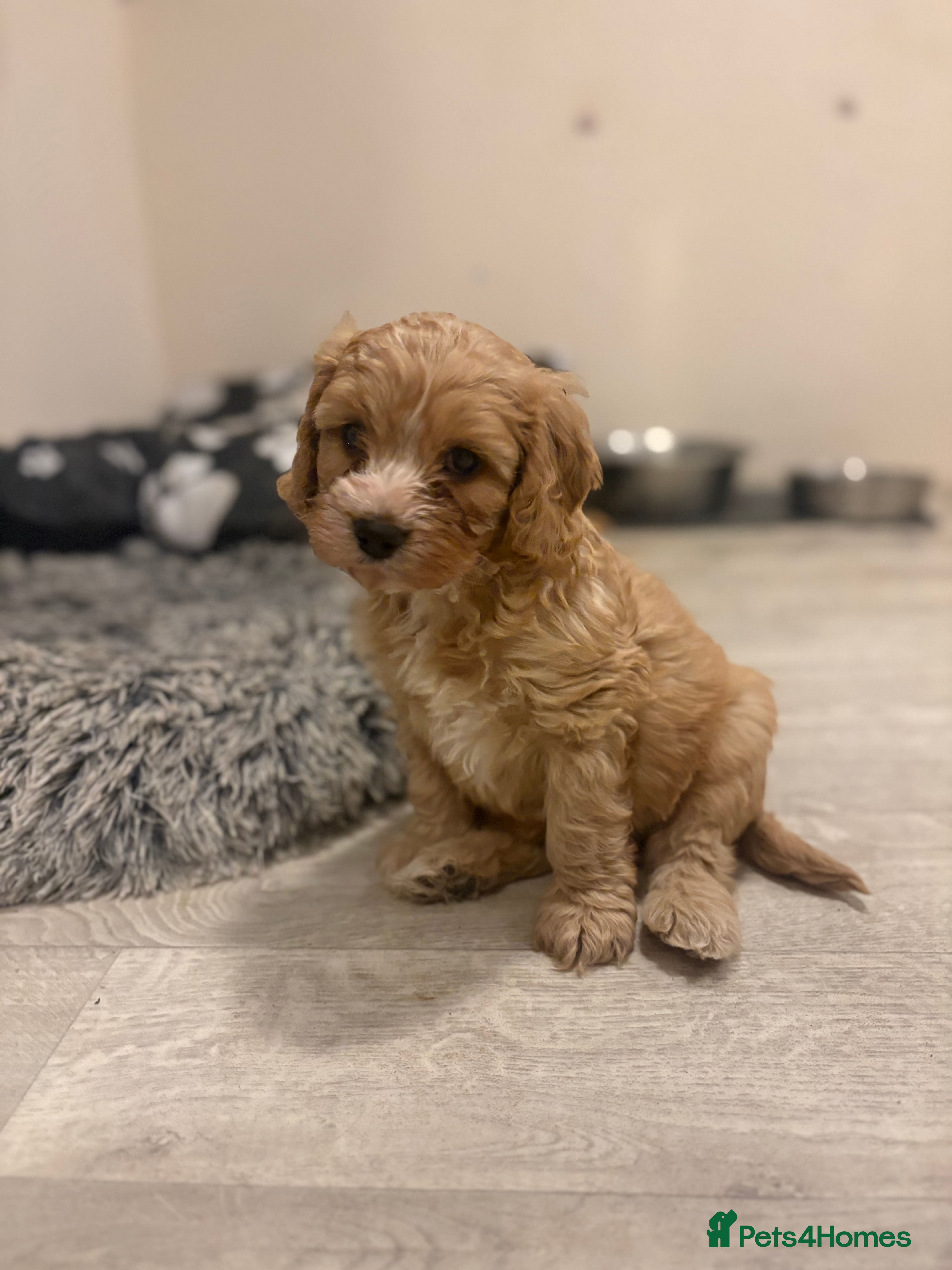 Cavapoo dogs One Gorgeous Apricot Cavapoo Boy  - Advert 1