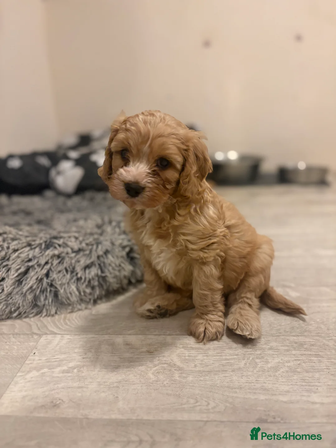 Cavapoo dogs for sale: One Gorgeous Apricot Cavapoo Boy  - Advert 1
