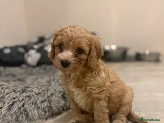 Cavapoo dogs One Gorgeous Apricot Cavapoo Boy - Advert 1
