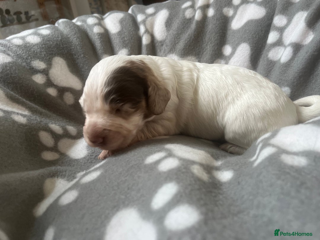 Cocker Spaniel dogs for sale: Merle Cocker Spaniel puppies 💖✨ - Image 2